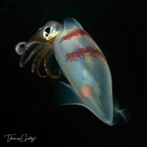 a squid changing color under lights on a night dive in New England