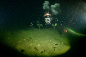 A diver hovers over an aggregation of northern puffer on a night dive off Gloucester, MA, (Cape Ann)